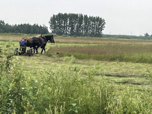 New to the RM of Stuartburn, Orthodox Mennonites, haying in the traditional manner (Photo Credit: Michelle Gawronsky)